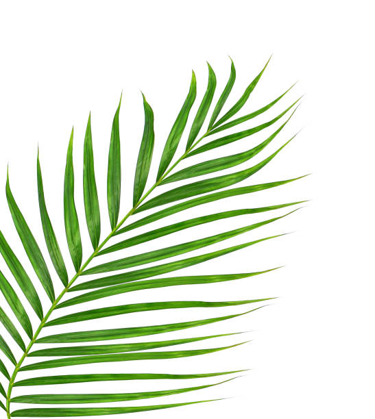 istock Green leaves of palm tree isolated on white background 866591460