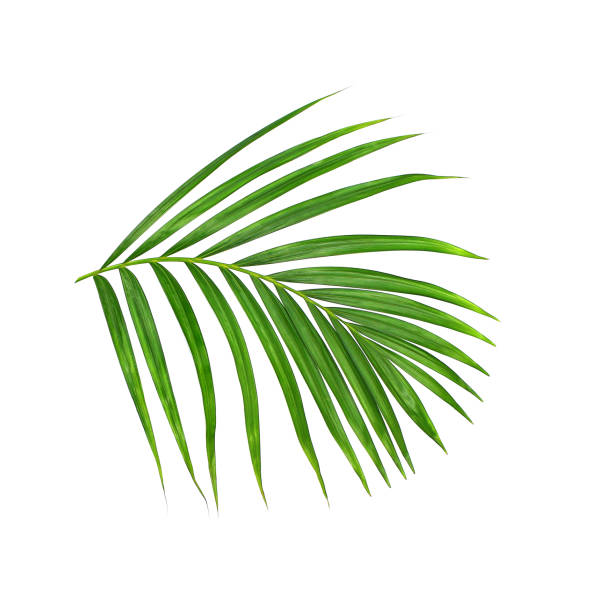 istock Green leaf of palm tree on white background 866591508