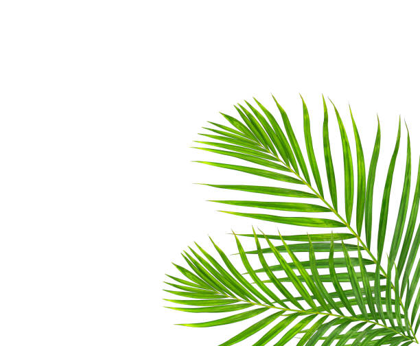 istock Green leaf of palm tree on white background 866591574