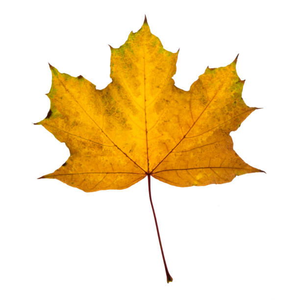 istock Autumn yellow maple leaf isolated on white background image 866592960