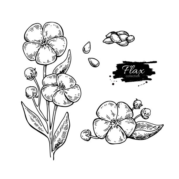 ilustrações, clipart, desenhos animados e ícones de flor de linho e semente de vetor superalimento conjunto de desenho. isolado de mão - flax seed