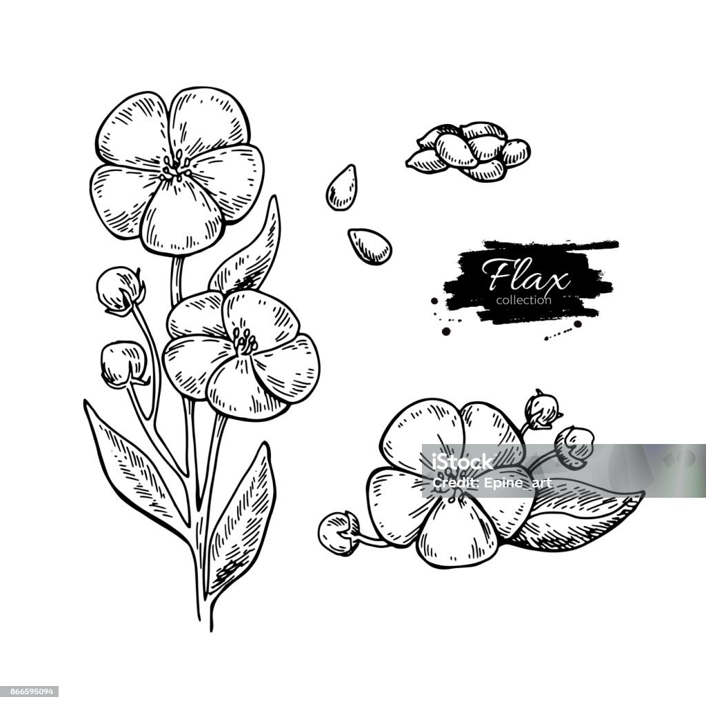 Flax flower and seed vector superfood drawing set. Isolated hand Flax flower and seed vector superfood drawing set. Isolated hand drawn  illustration on white background. Organic healthy food. Great for banner, poster, label Flax Seed stock vector