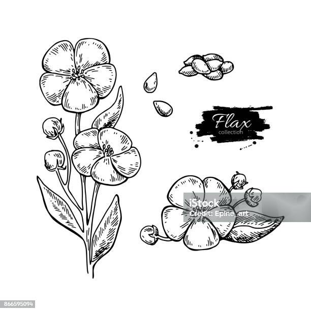 Flax Flower And Seed Vector Superfood Drawing Set Isolated Hand Stock Illustration - Download Image Now