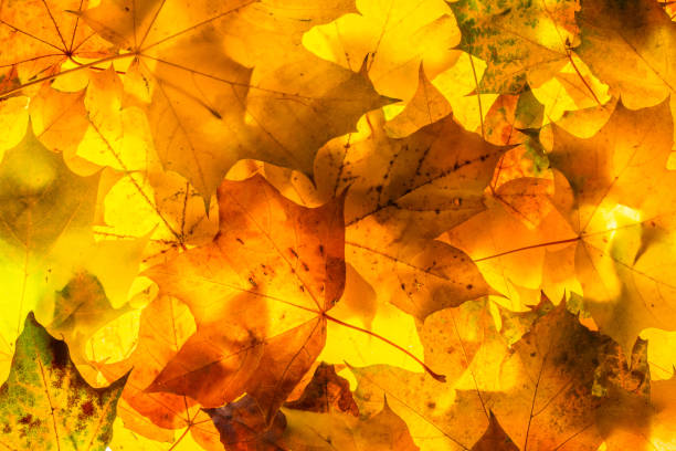 istock Autumn yellow, orange, red, brown maple leaves background concept image 866595164