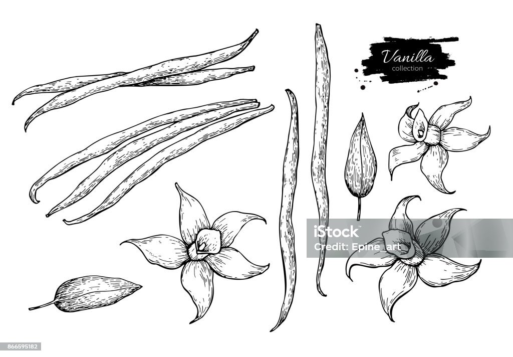 Vanilla flower and bean stick vector drawing set. Hand drawn sketch food Vanilla flower and bean stick vector drawing set. Hand drawn sketch food illustration isolated on white. Engraved style spice and flavor object. Cooking and aromaterapy ingredient. Vanilla stock vector