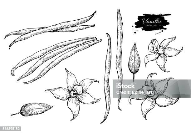 Vanilla Flower And Bean Stick Vector Drawing Set Hand Drawn Sketch Food Stock Illustration - Download Image Now