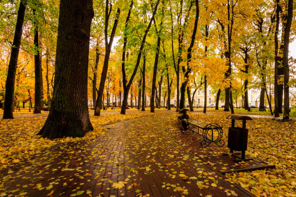 istock Leaf fall in the park in autumn with maples. 866596356
