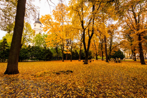 istock Leaf fall in the park in autumn with maples. 866596390