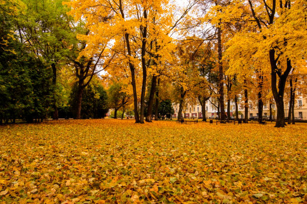 istock Leaf fall in the park in autumn with maples. 866596434