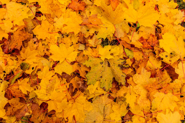 istock Maple leaves in autumn. Background. 866599060