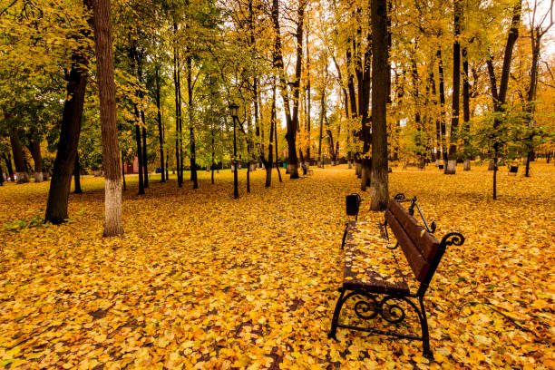 istock Leaf fall in the park in autumn with bench. 866599422