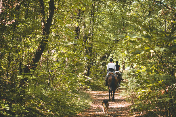 istock Riding horses in nature 866600276