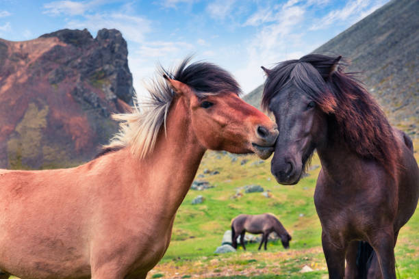 Developed from ponies - Icelandic horses. Colorful summer morning in the mountain pasture, Stokksnes headland, Iceland, Europe. Artistic style post processed photo.