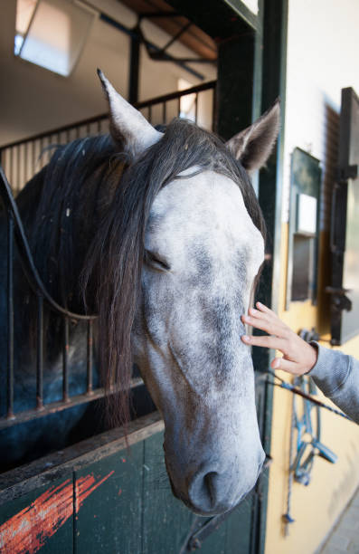 istock Man petting a beautiful horse 866608346