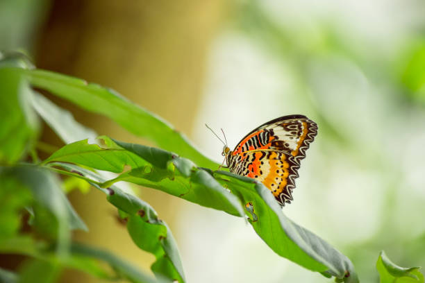 istock The Leopard Lacewing butterfly on leaf 866616290