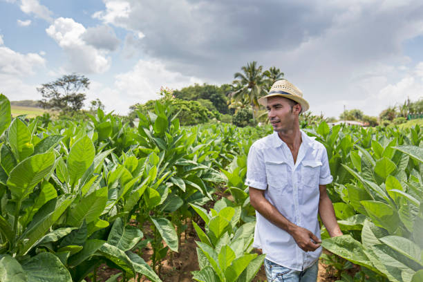 istock Owner checking his tobacco leaf field in Cuba 866616354