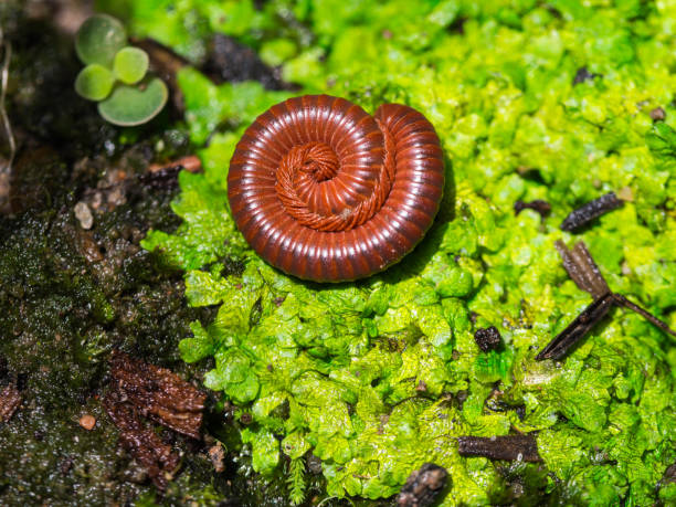 millepiedi raggomitoli in un cerchio al tropica - claw rainforest outdoors close up foto e immagini stock