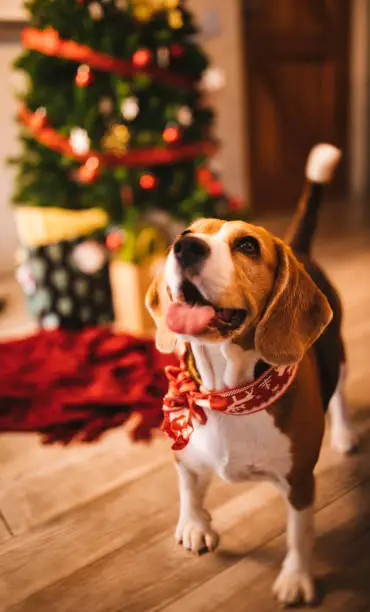 Photo of Happy puppy celebrating Christmas at home