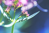 istock Macro of red valerian plant selective focus on leaves a plant with medicinal attributes 866625864