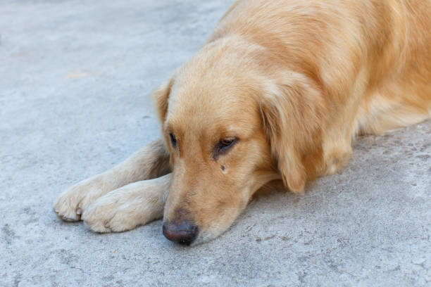 istock dog closeup detail 866626156