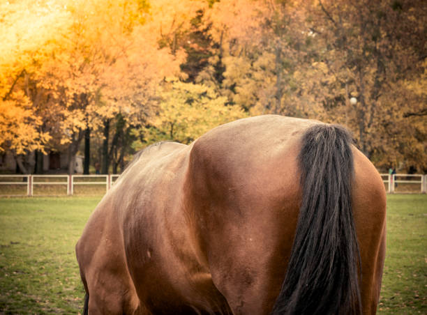 istock Rear view of a brown horse 866626738