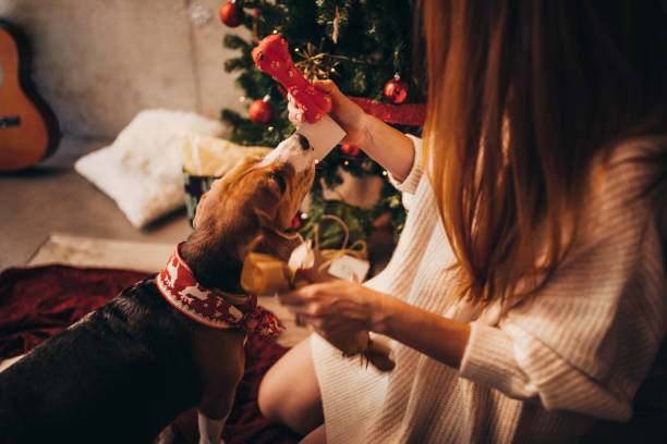 Woman giving Christmas present to cute puppy on Christmas day Ginger woman giving Christmas present to happy dog on Christmas eve sitting under Christmas tree unwrapping stock pictures, royalty-free photos & images