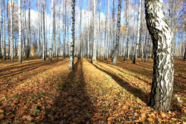 istock birch grove in late autumn in a sunny morning 866630942