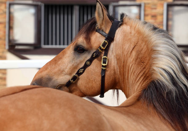 istock Paso Fino horse snow 866636756