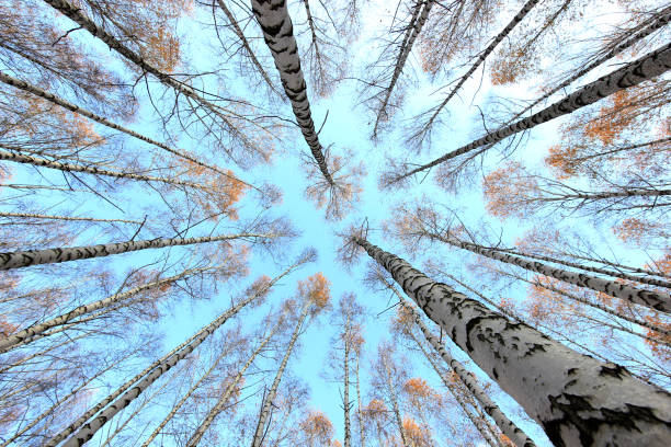 istock crown of autumn birch trees on blue sky background 866636854
