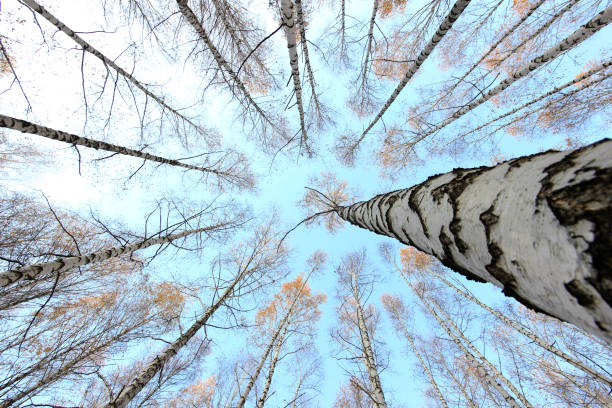 istock crown of autumn birch trees on blue sky background 866636890