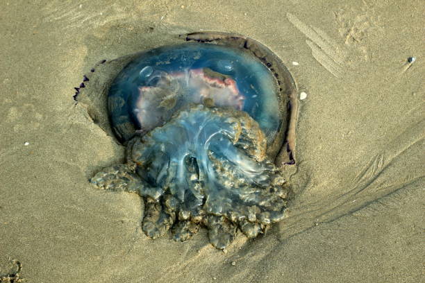istock jellyfish on the beach 866637880