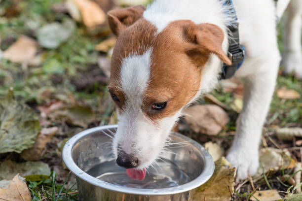istock Pet dog laps and drinks water from bowl on walk at autumn day 866643414