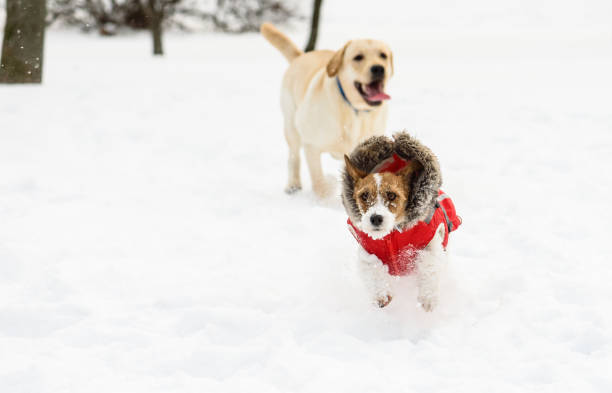 Jack Russell Terrier and Labrador Retriever on snow