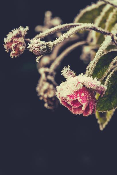 istock Sparkling Dark Winter Rose With Ice Crystals 866647930