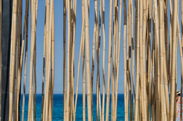 View of bamboo canes that play in the wind