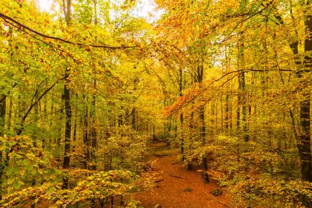 golden autumn forest in southern germany (bavaria)