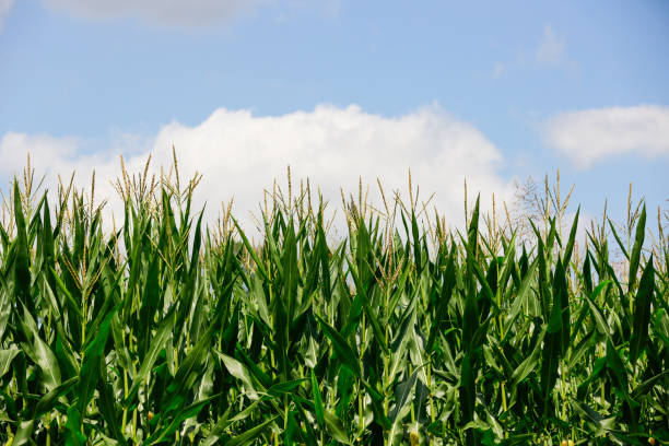 istock Indiana corn growing under summer skies. 866655906