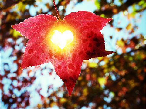 Red autumn leave in the sun with heart shape