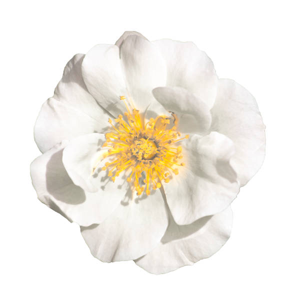 istock Isolated Photo White Flower Top View 866657844