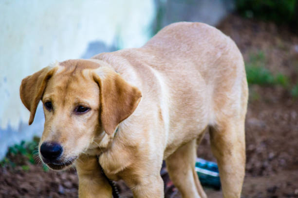 istock Our dog came pouring in Brown 866658114