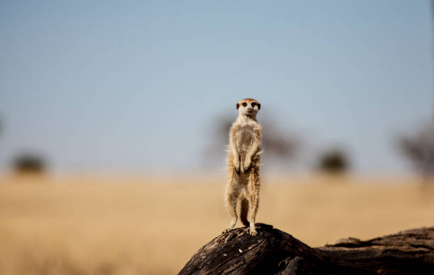 Meerkat watches for danger in the Kalahari, South Africa A meerkat stands on a fallen branch in the Kgalagadi nature reserve in South Africa, looking for danger from predators. kgalagadi transfrontier park stock pictures, royalty-free photos & images