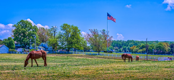 Horse stable in rural Maryland with horses grazing in a grassy field with an American flag flying in early Autumn