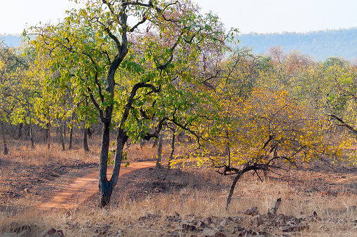 Beautiful Panna forest at Panna National Park, Madhya Pradesh, India. It is located in Panna and Chhatarpur districts of Madhya Pradesh in India. It has an area of 542.67 km2 , a tiger reserve.