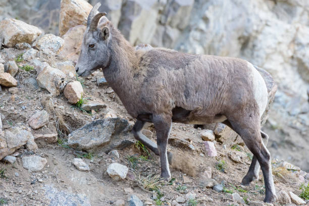 istock Colorado Rocky Mountain Bighorn Sheep 866668444