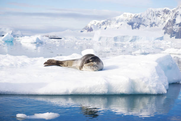istock icy beach with animal in antarctic 866675558