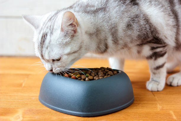 istock Cat eating pet food 866675662