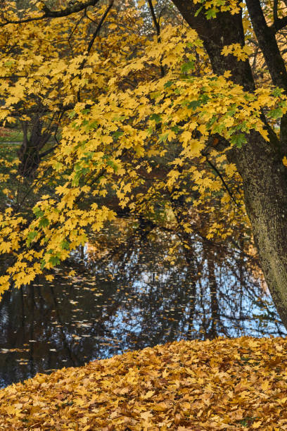 istock Maple tree near the water in autumn 866675970