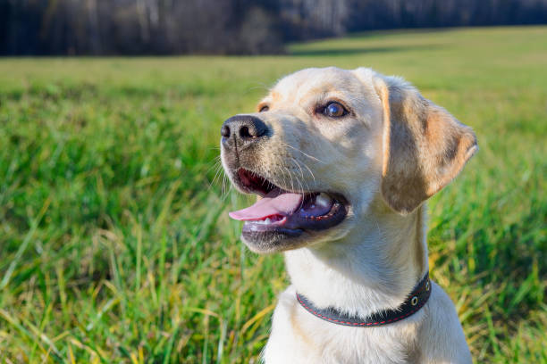istock dog labrador, portrait 866676610