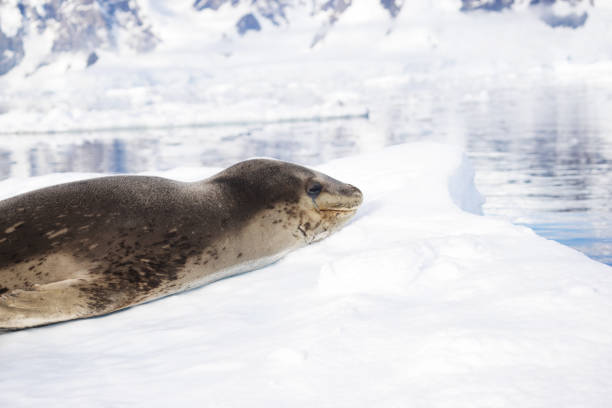 istock icy beach with animal in antarctic 866679856