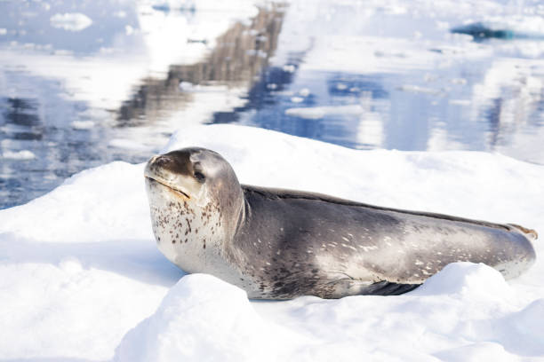istock icy beach with animal in antarctic 866681290